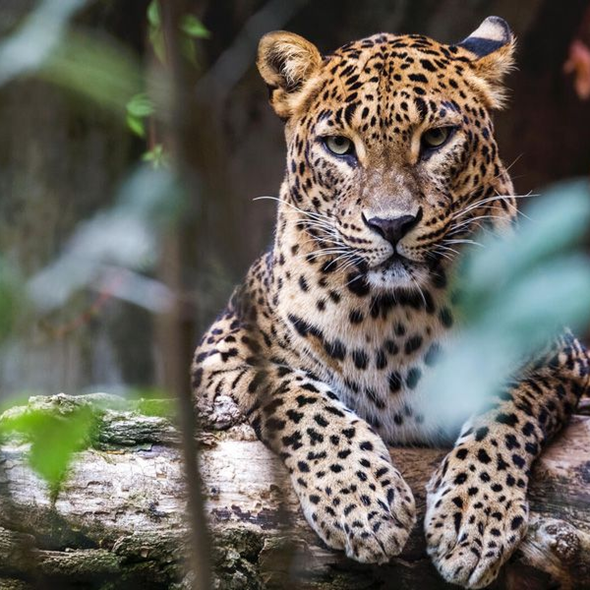 Wilpattu  National Park